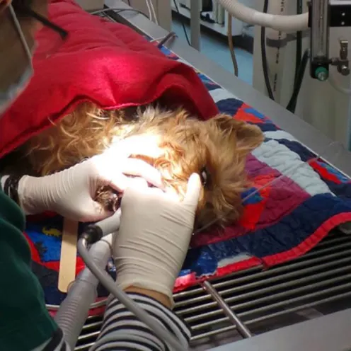 Dog receiving dental cleaning treatment at Merrimack Veterinary Hospital